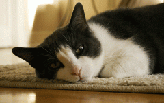 猫咪会得抑郁症吗