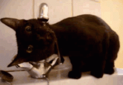 猫不爱喝水？十大让猫咪爱上喝水的锦囊