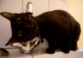 猫不爱喝水