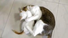 正确方法改善猫咪抓挠撕咬的习惯