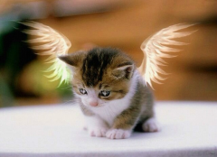 天使猫真的存在？！天使猫会飞吗？