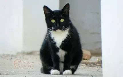 黑白奶牛猫