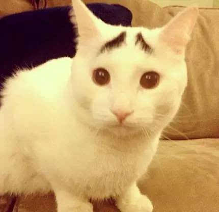 黑白猫