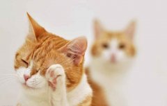 猫咪舔脸揭秘:猫咪为什么会洗脸呢？