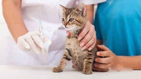 猫咪打疫苗,真菌病菌苗