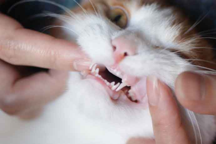 猫咪刷牙