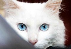 猫咪不停的眨眼睛是怎么回事?