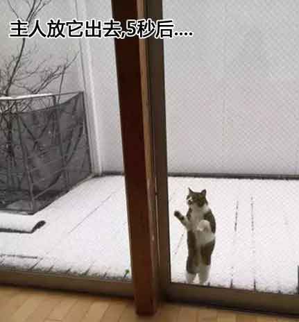 猫咪玩雪