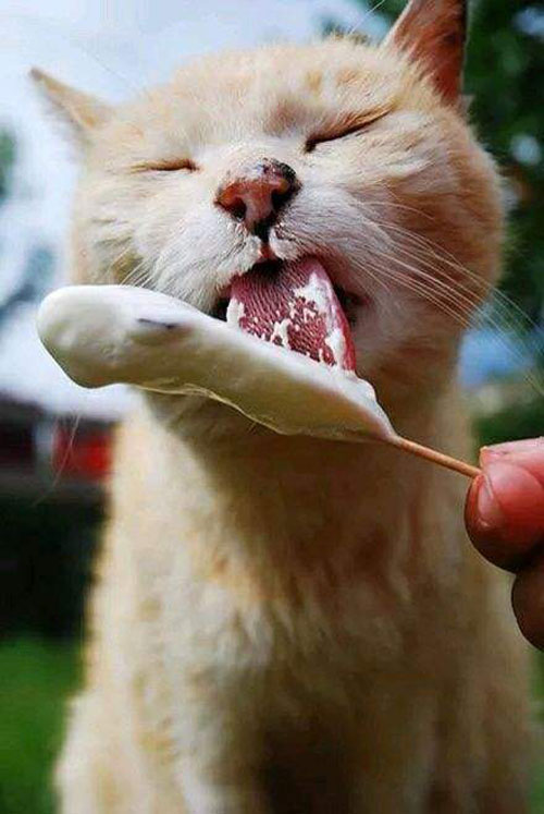 猫咪不能吃的东西有哪些呢？
